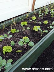 Make an raised bed for your garden