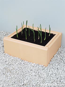 Build a mini garlic bed planter