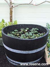 Make an strawberry planter from a barrel