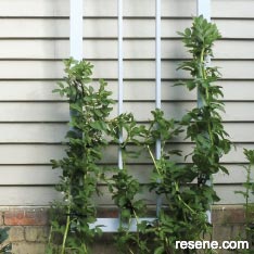 Build a plant frame for your garden