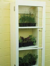 Make a wall mounted cold frame to save space]