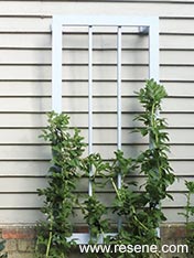 Make a plant frame