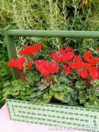 Display box to showcase potted flowers