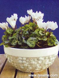 Make a pebble mosaic pot planter