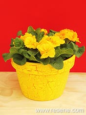 Paint a terracotta pot with a crackle effect
