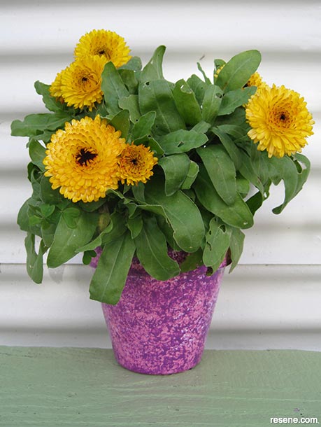 Paint a patterned plant pot in your favourite colour