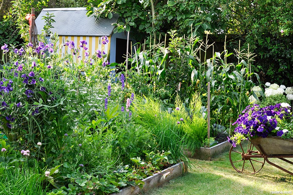 A home garden