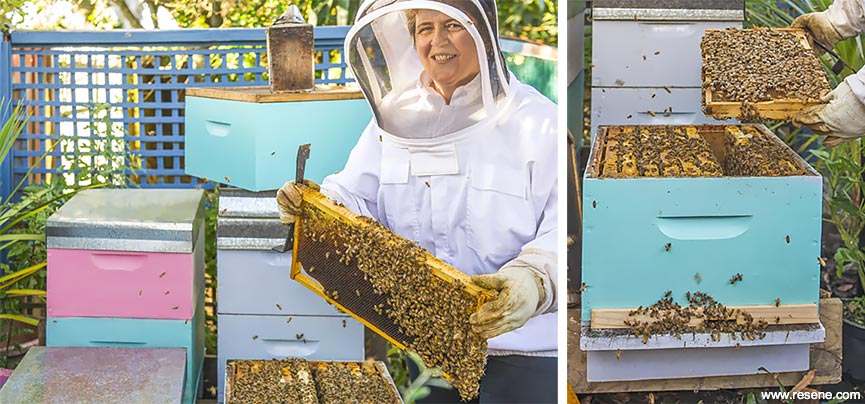 Bee friendly colours, honey hosting