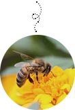 Bee friendly plants