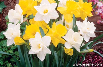 Daffodil duo