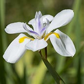 Butterfly Iris Dietes, from Palmers Garden Centres.