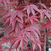 Japanese Maple ‘Bloodgood', from Palmers Garden Centres. 