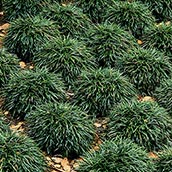 Dwarf Mondo Grass, from Palmers Garden Centres.