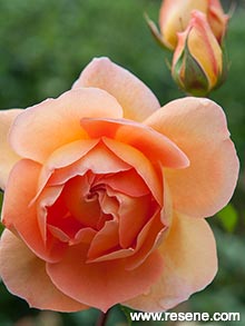 Orange rose - Pat Austin