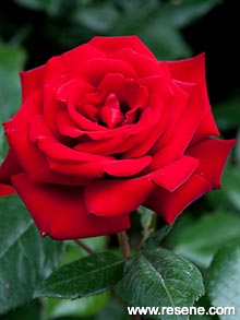 Red rose - Love Heart