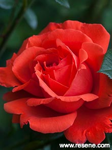 Red rose - Alexander