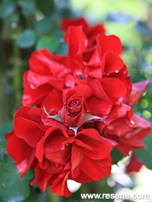 Corsair rose