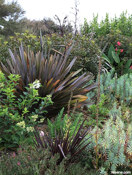 Flax - beautiful home garden