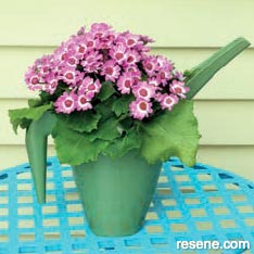 Turn a plastic watering jug into a planter for potted colour